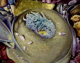 11_MicahCarr_Anenome