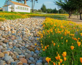 Campus buildings with grass and flowers