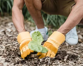 Someone planting a seedling in the ground