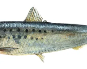 Fish Illustration by Jessie Jordan