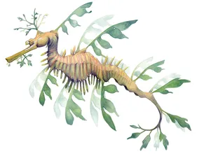 Seahorse Illustration by Miranda Zimmerman
