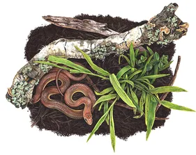 Illustration of snake, trunk and leaves