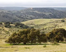 Golden grass and trees are in the foreground; cloudy hills are in the background.