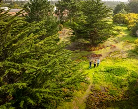 drone footage of greenery