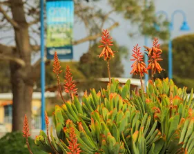 Bright coastal plants with vibrant red blooms add color to a campus landscape, reflecting the natural beauty of the Monterey Bay environment.