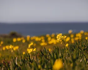 Close up of yellow flowers with the ocean in the background.