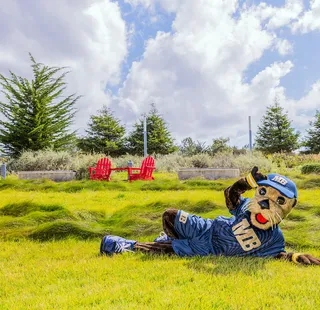 Monte Rey laying on the lawn