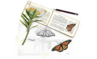 Butterfly illustration by Science Illustration Program graduate Taylor Maggiacomo