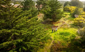 drone footage of greenery