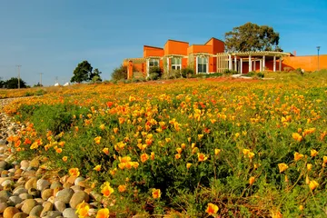 A campus landscape showing the tulip garden and a house