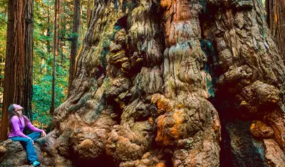 woman sits at base of giant sequoia