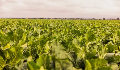 Smart Agriculture
