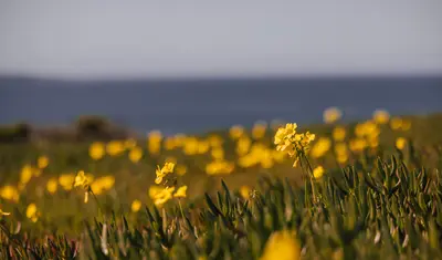Close up of yellow flowers with the ocean in the background.