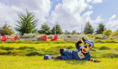 Monte Rey laying on the lawn