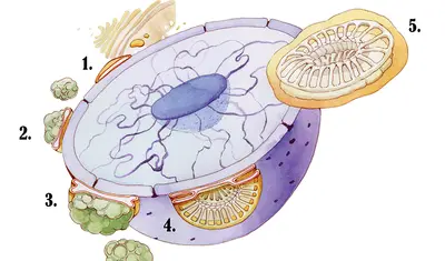 13_CharinPark_ Coccolithophore