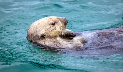 Close up of an otter in the water.
