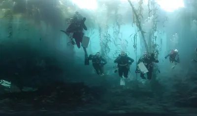 multiple divers in kelp forest