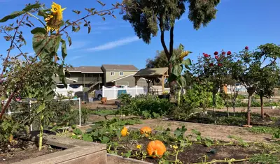 Pumpkins, flowers and plants of Yorktown Community Garden - Photo by Adrienn Mendonca-Jones