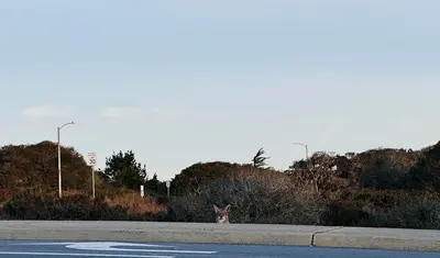 A coyote peering over a curb at a road near campus.