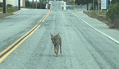 Coyote walking on Inter-Garrison near CSUMB campus