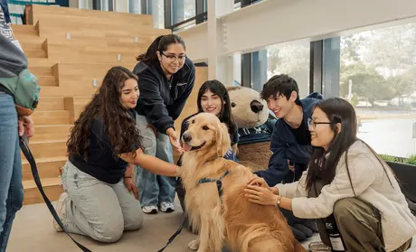 Therapy dog, Blue