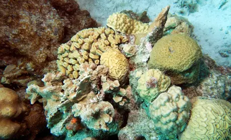 Bonaire coral
