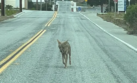 Coyote walking on Inter-Garrison near CSUMB campus