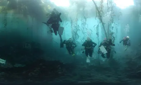multiple divers in kelp forest