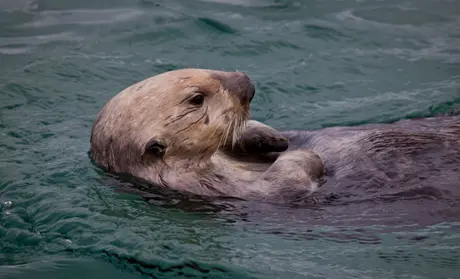 Sea Otter