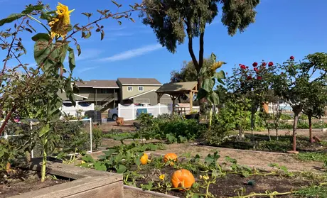 Pumpkins, flowers and plants of Yorktown Community Garden - Photo by Adrienn Mendonca-Jones