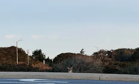 A coyote peering over a curb at a road near campus.