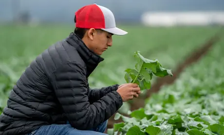 A student from Hartnell College examines a head of lettuce