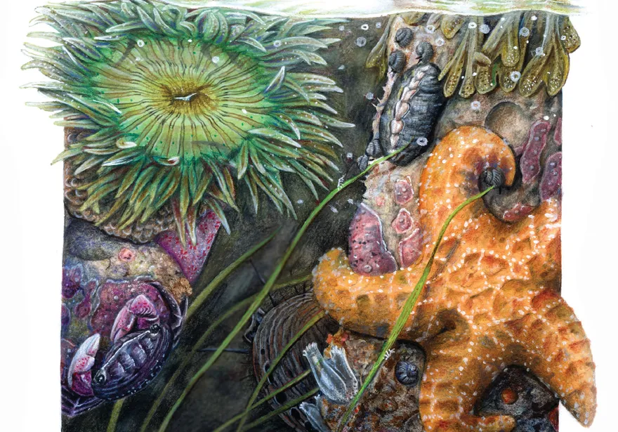 Science Illustration