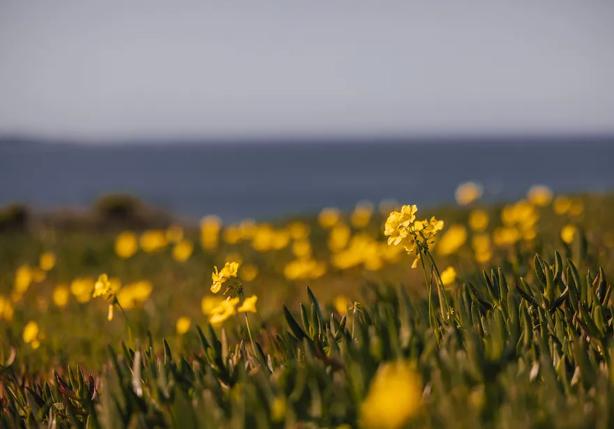 Close up of yellow flowers with the ocean in the background.