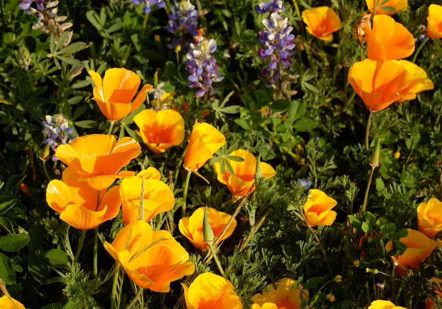 Image of Poppies